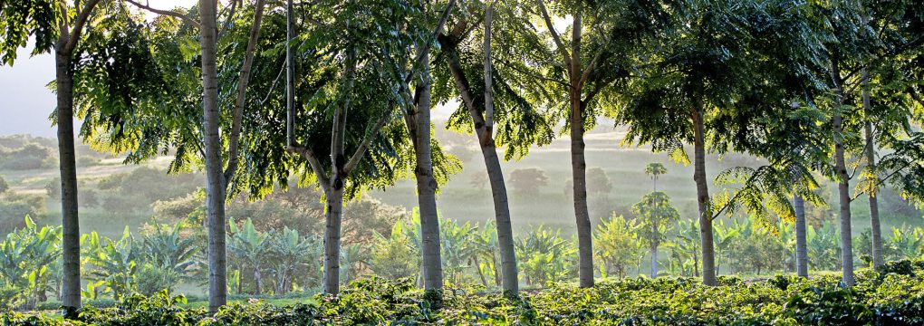 How Trees Affect the Quality of Our Coffee