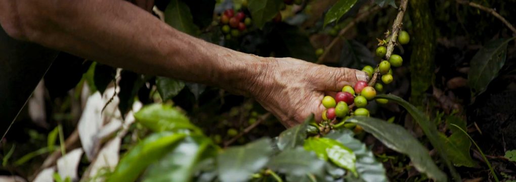 Meet the Coffee Farmers in the Hall of Fame