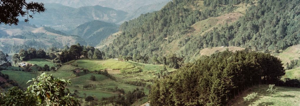 Planting Roots to Safeguard the Future of Coffee and Our Planet