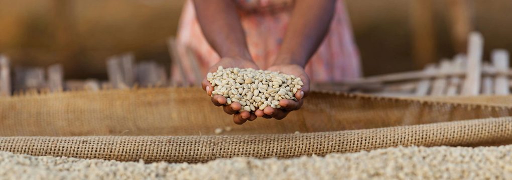 The Secret to Growing Great Coffee in Ethiopia